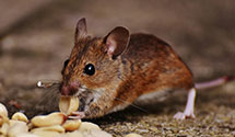24 Hour & Emergency Exterminators in State Farm Ins Co, MD